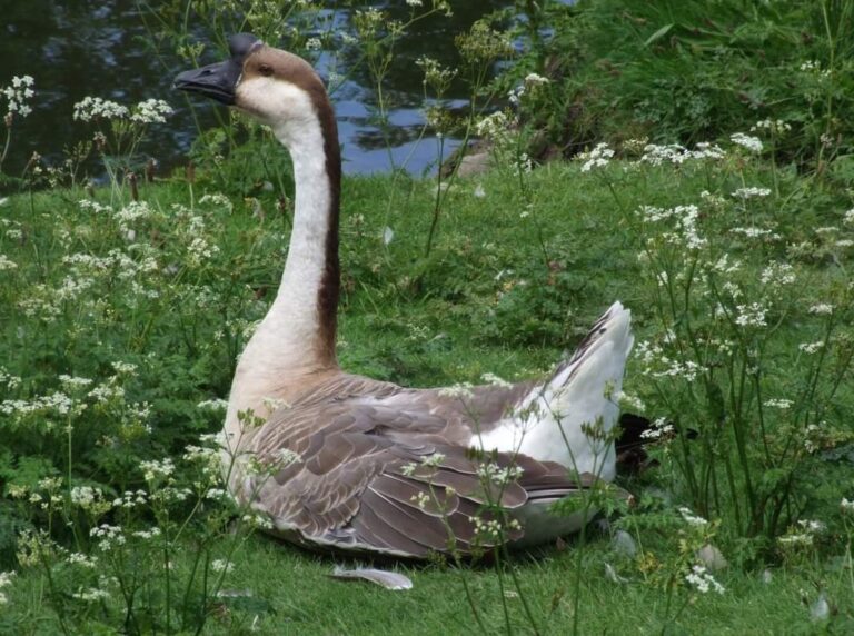 Goose at Oswaldtwistle Mills